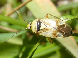 Lygus pratensis